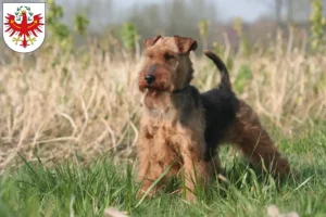 Read more about the article Welsh Terrier breeders and puppies in Tyrol