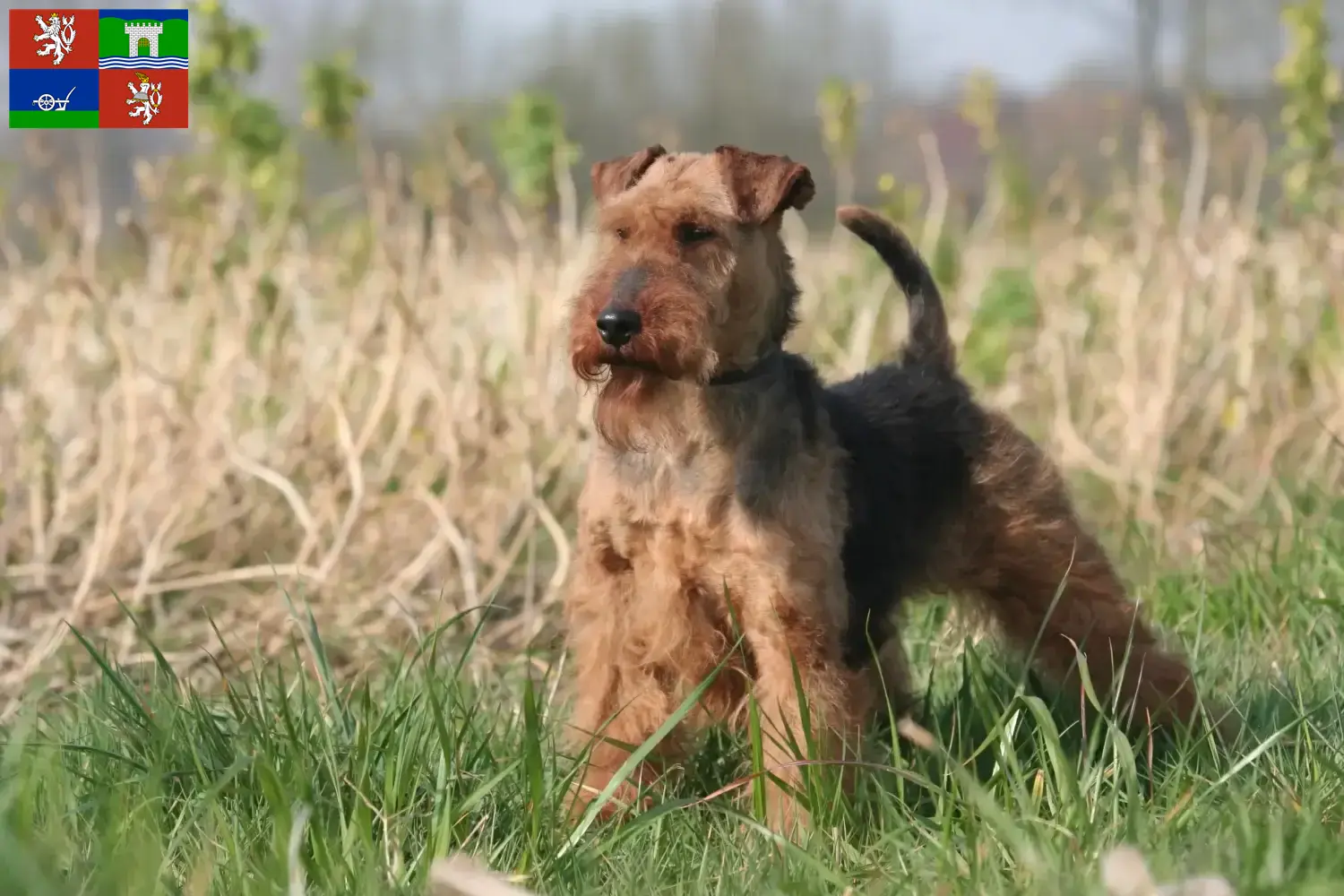 Read more about the article Welsh Terrier breeders and puppies in Ústí