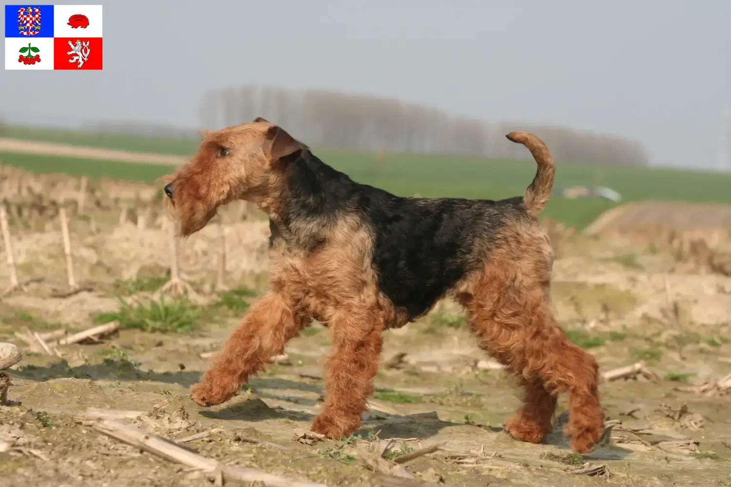 Read more about the article Welsh Terrier breeders and puppies in Vysočina