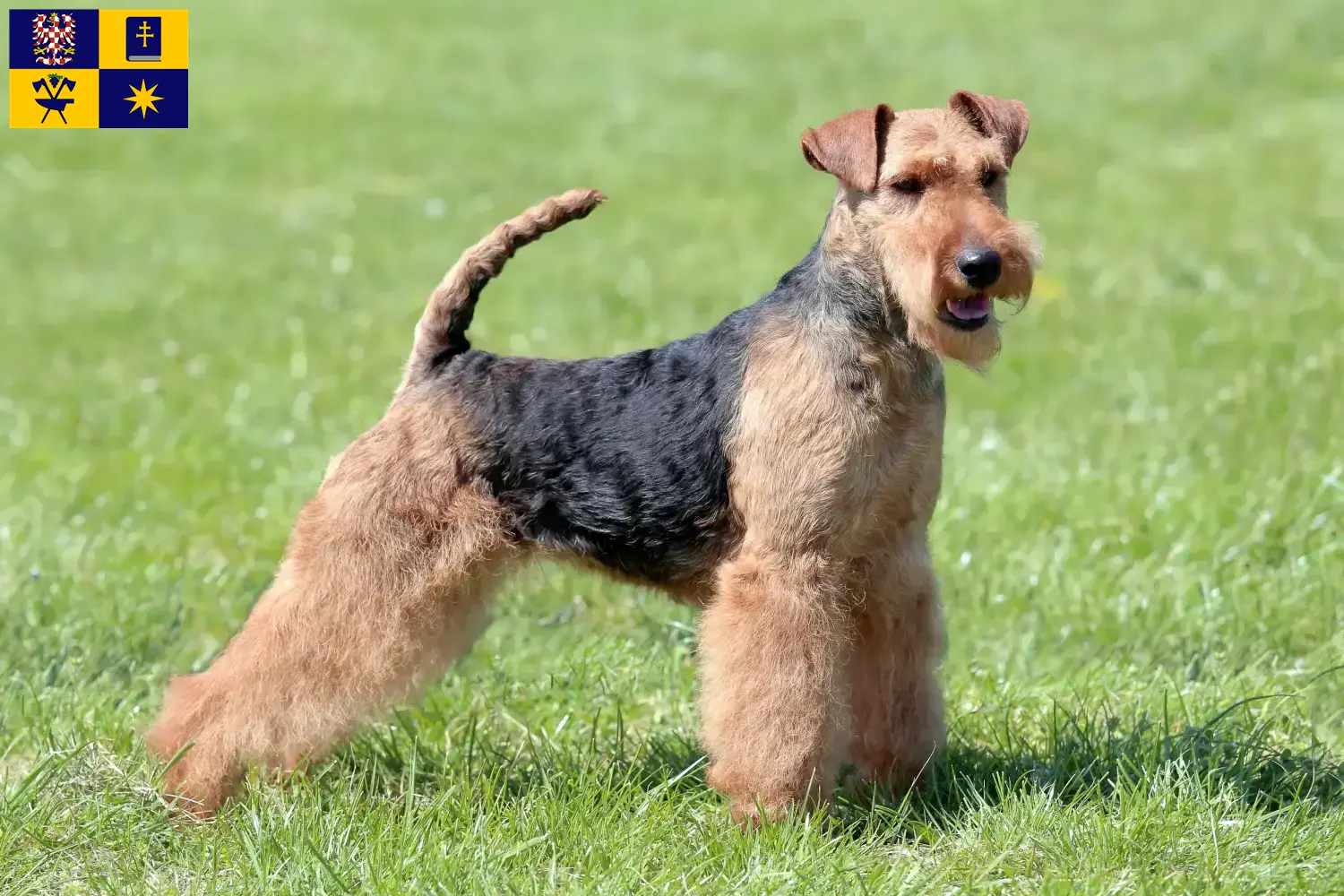 Read more about the article Welsh Terrier breeders and puppies in Zlín
