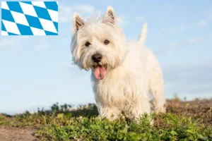 Read more about the article Westie breeders and puppies in Bavaria