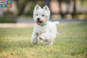 Read more about the article Westie breeders and puppies in Bourgogne-Franche-Comté