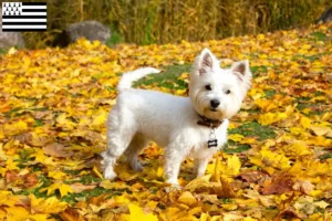 Read more about the article Westie breeders and puppies in Brittany