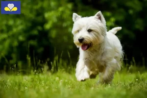 Read more about the article Westie breeders and puppies in the Brussels-Capital Region