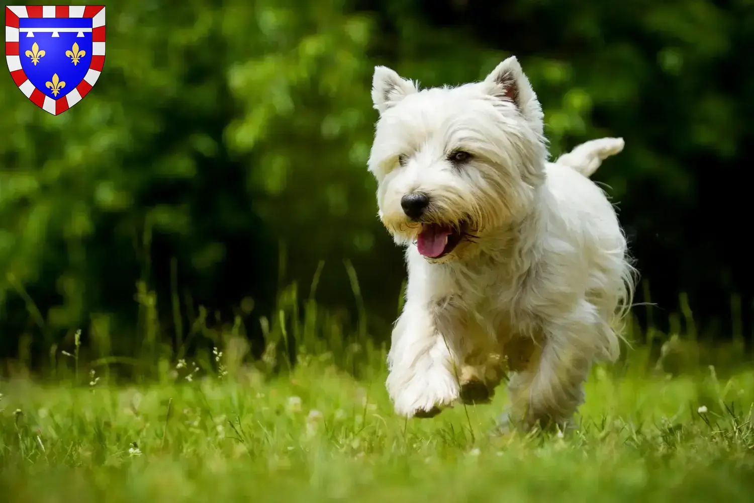 Read more about the article Westie breeders and puppies in Centre-Val de Loire