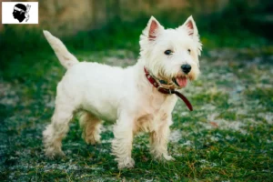 Read more about the article Westie breeders and puppies in Corsica