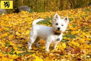 Read more about the article Westie breeders and puppies in Flanders