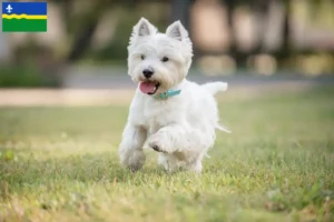 Read more about the article Westie breeders and puppies in Flevoland