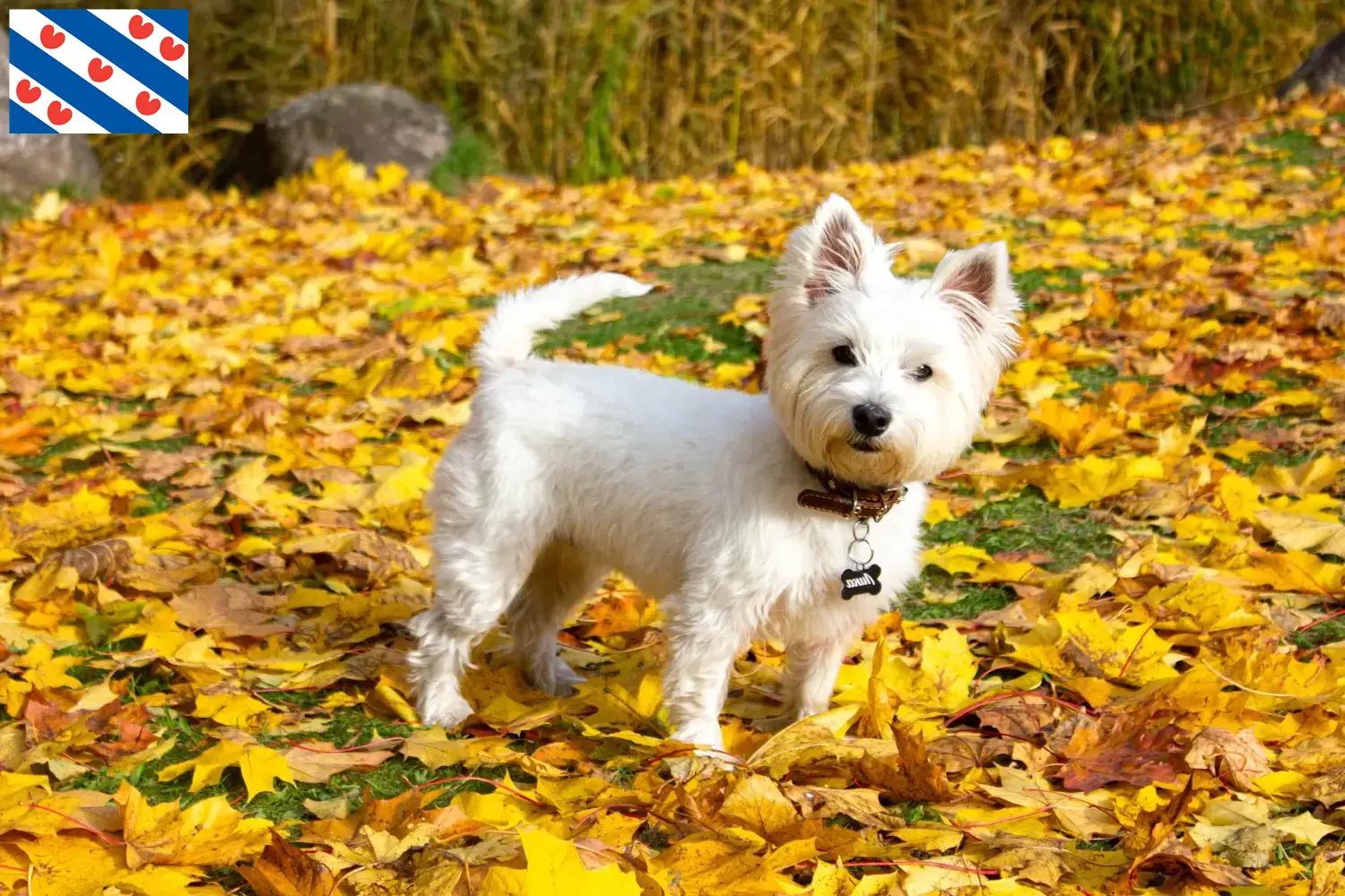 Read more about the article Westie breeders and puppies in Friesland