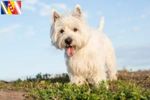 Read more about the article Westie breeders and puppies in Grand Est
