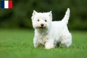 Read more about the article Westie breeders and puppies in Guadeloupe