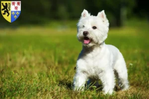 Read more about the article Westie breeders and puppies in Hauts-de-France