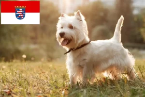 Read more about the article Westie breeders and puppies in Hessen