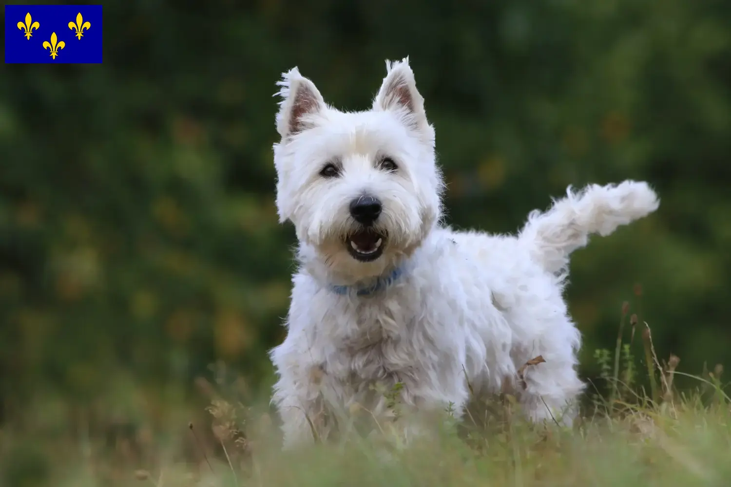 Read more about the article Westie breeders and puppies in Île-de-France