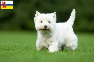 Read more about the article Westie breeders and puppies in Limburg