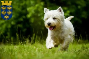 Read more about the article Westie breeders and puppies in Lower Austria