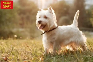 Read more about the article Westie breeders and puppies in Normandy