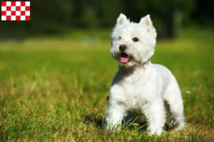 Read more about the article Westie breeders and puppies in North Brabant