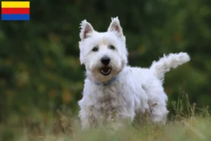 Read more about the article Westie breeders and puppies in North Holland