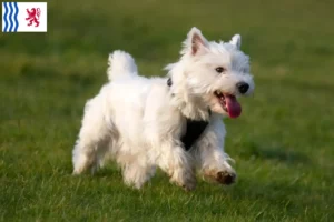 Read more about the article Westie breeders and puppies in Nouvelle-Aquitaine