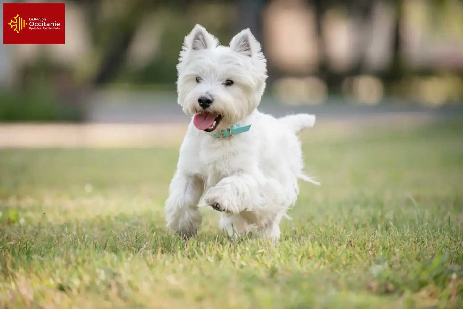 Read more about the article Westie breeders and puppies in Occitania