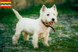 Read more about the article Westie breeders and puppies in Overijssel