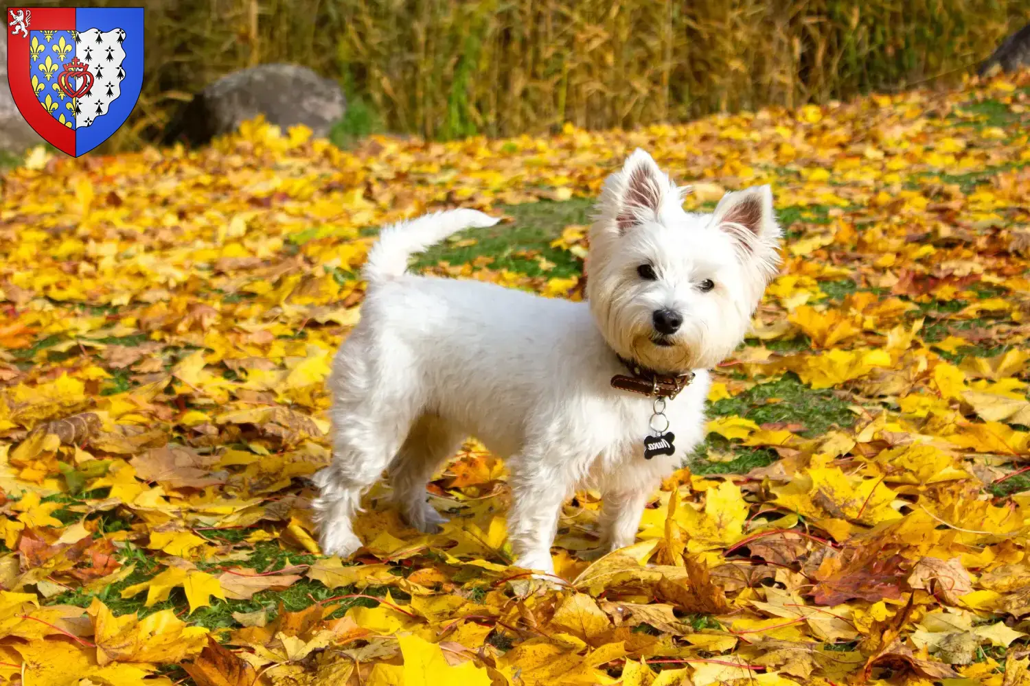 Read more about the article Westie breeders and puppies in Pays de la Loire