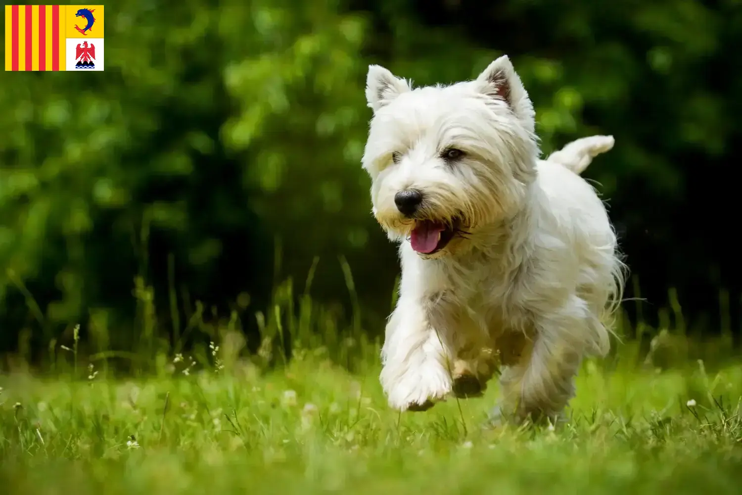 Read more about the article Westie breeders and puppies in Provence-Alpes-Côte d’Azur