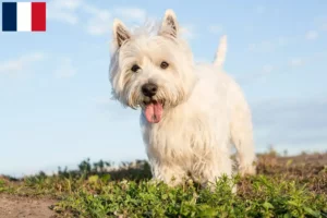 Read more about the article Westie breeders and puppies on Réunion