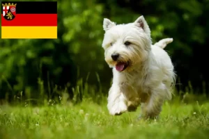 Read more about the article Westie breeders and puppies in Rhineland-Palatinate