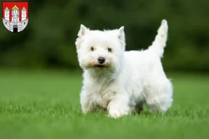 Read more about the article Westie breeders and puppies in Salzburg