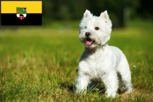 Read more about the article Westie breeders and puppies in Saxony-Anhalt