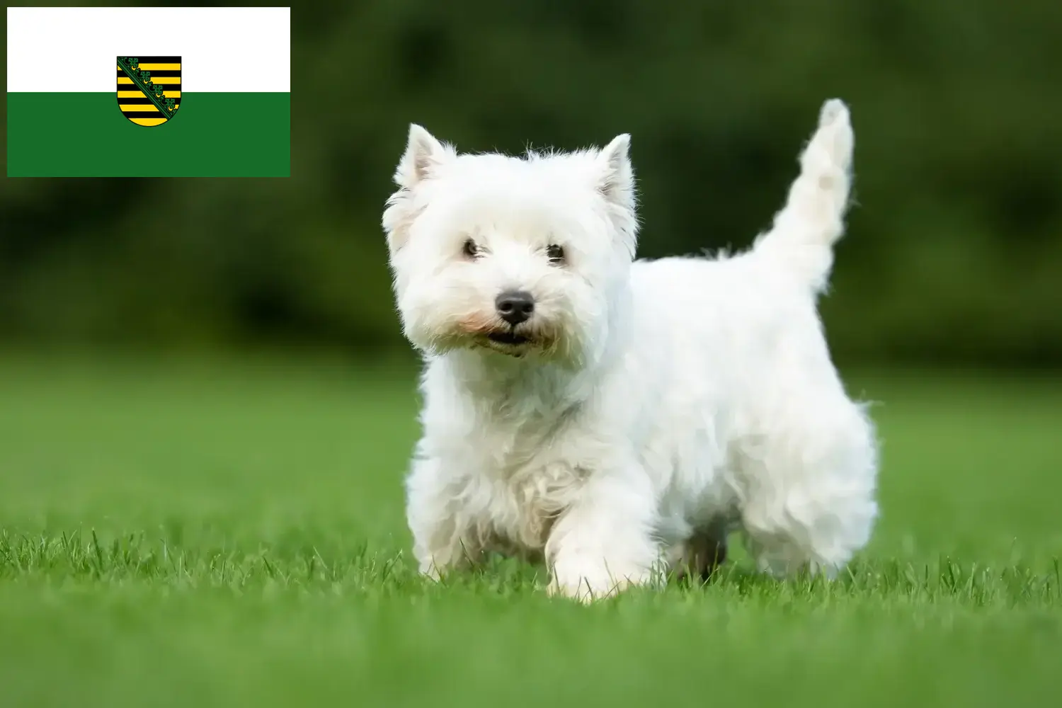 Read more about the article Westie breeders and puppies in Saxony