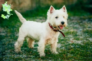 Read more about the article Westie breeders and puppies in Sjælland