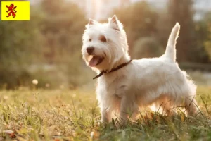 Read more about the article Westie breeders and puppies in South Holland