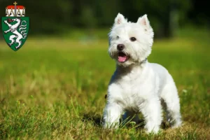 Read more about the article Westie breeders and puppies in Styria