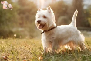 Read more about the article Westie breeders and puppies in Syddanmark