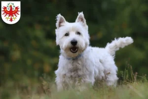 Read more about the article Westie breeders and puppies in Tirol