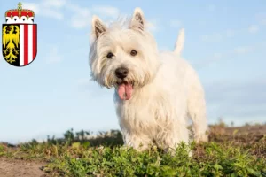 Read more about the article Westie breeders and puppies in Upper Austria