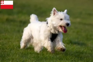 Read more about the article Westie breeders and puppies in Utrecht