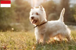 Read more about the article Westie breeders and puppies in Vienna