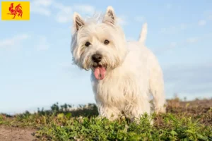 Read more about the article Westie breeders and puppies in Walloon Region