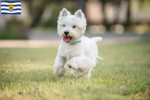 Read more about the article Westie breeders and puppies in Zeeland