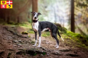 Read more about the article Whippet breeders and puppies in Auvergne-Rhône-Alpes