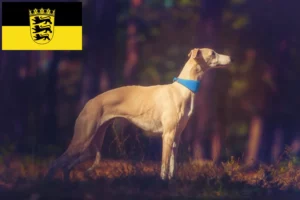 Read more about the article Whippet breeders and puppies in Baden-Württemberg