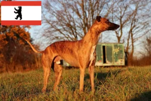 Read more about the article Whippet breeders and puppies in Berlin