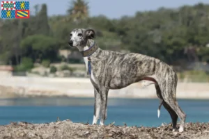 Read more about the article Whippet breeders and puppies in Bourgogne-Franche-Comté