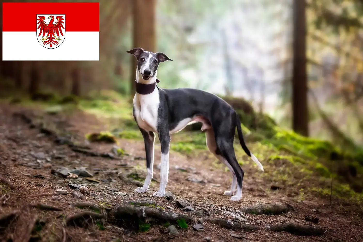 Read more about the article Whippet breeders and puppies in Brandenburg