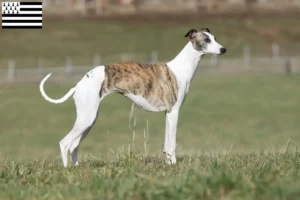 Read more about the article Whippet breeders and puppies in Brittany