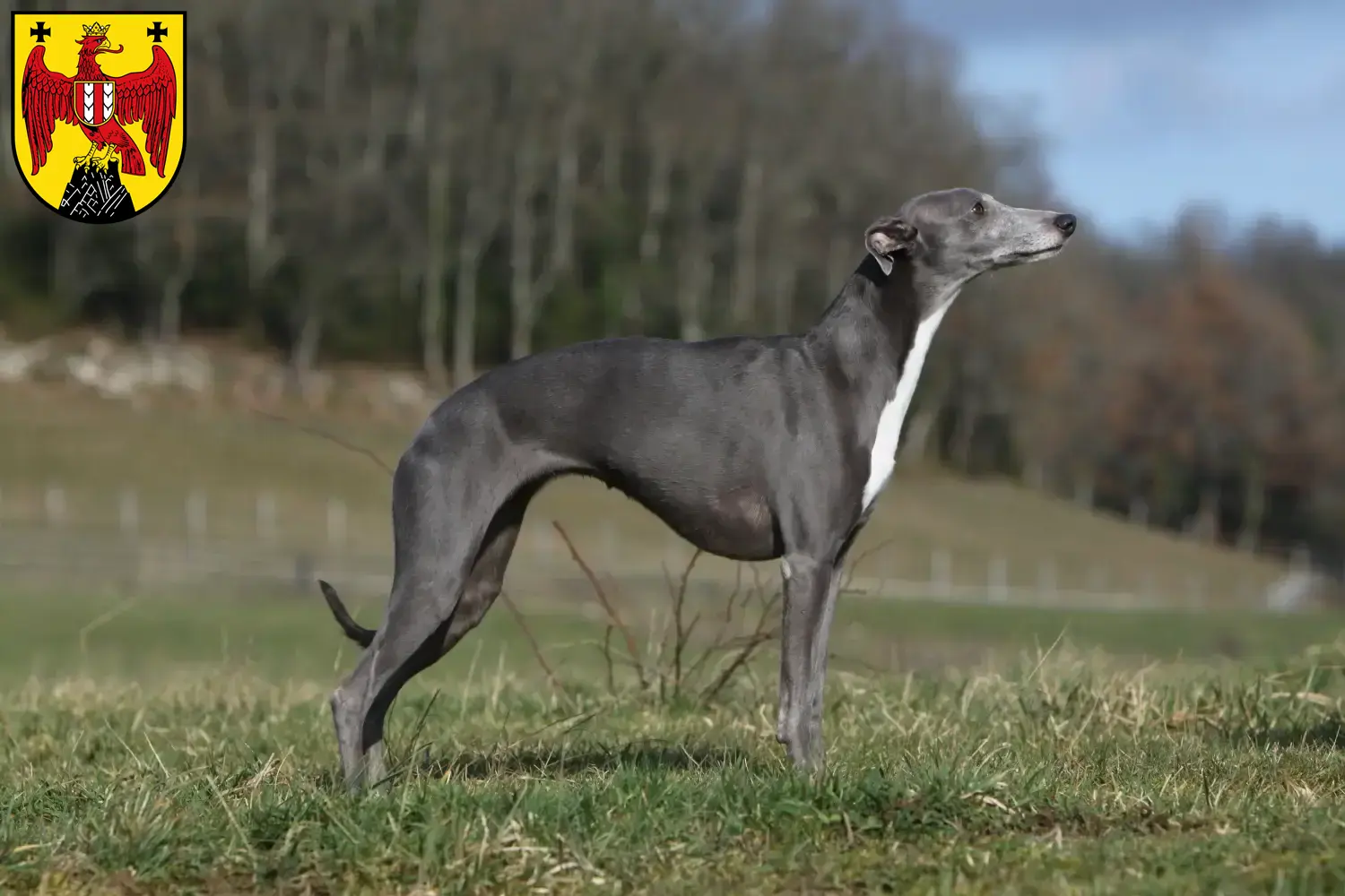 Read more about the article Whippet breeders and puppies in Burgenland